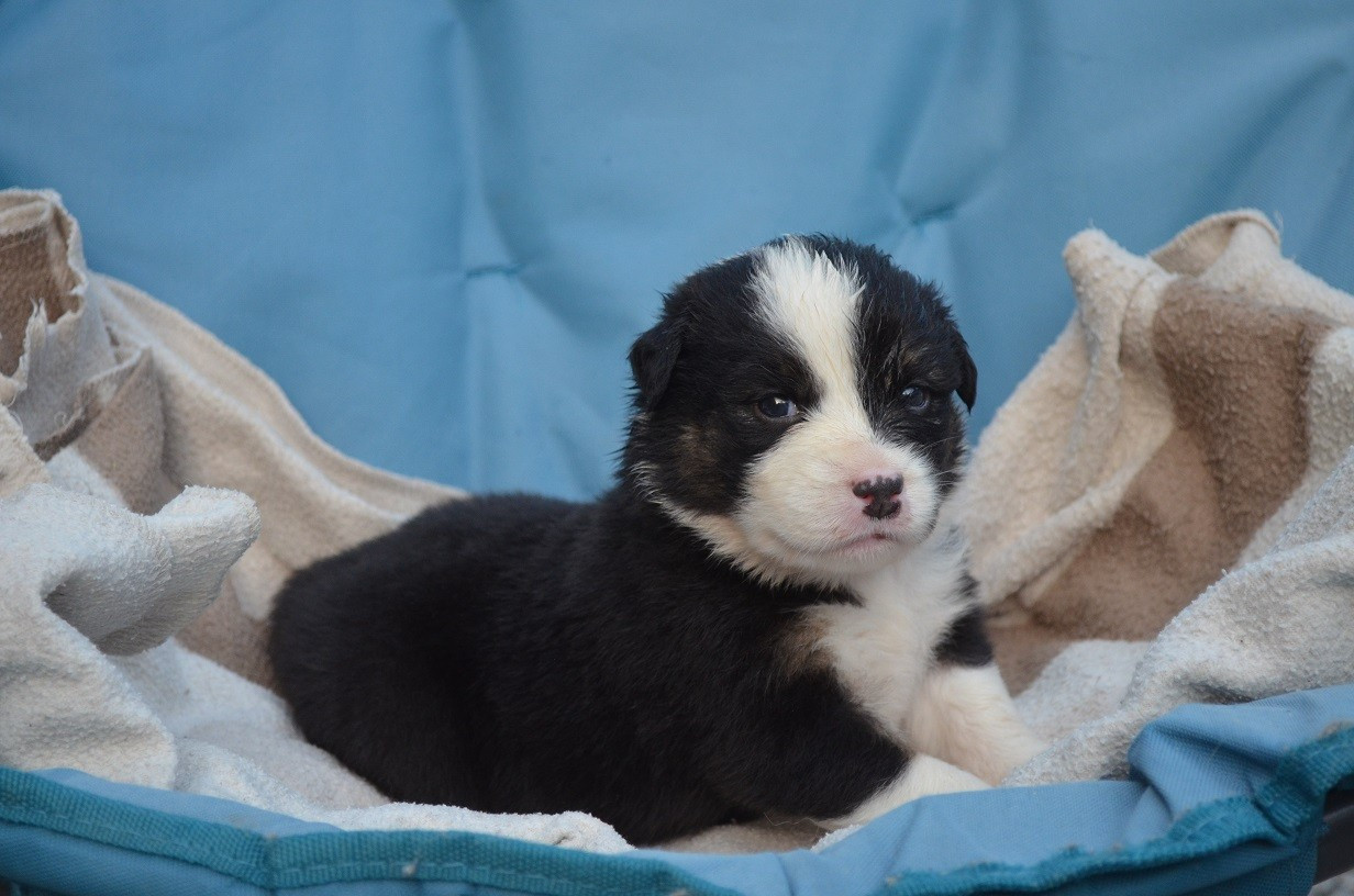 Des Légendes De L'Ouest - Chiots disponibles - Berger Australien