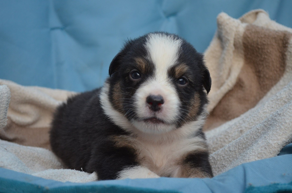 Des Légendes De L'Ouest - Chiots disponibles - Berger Australien