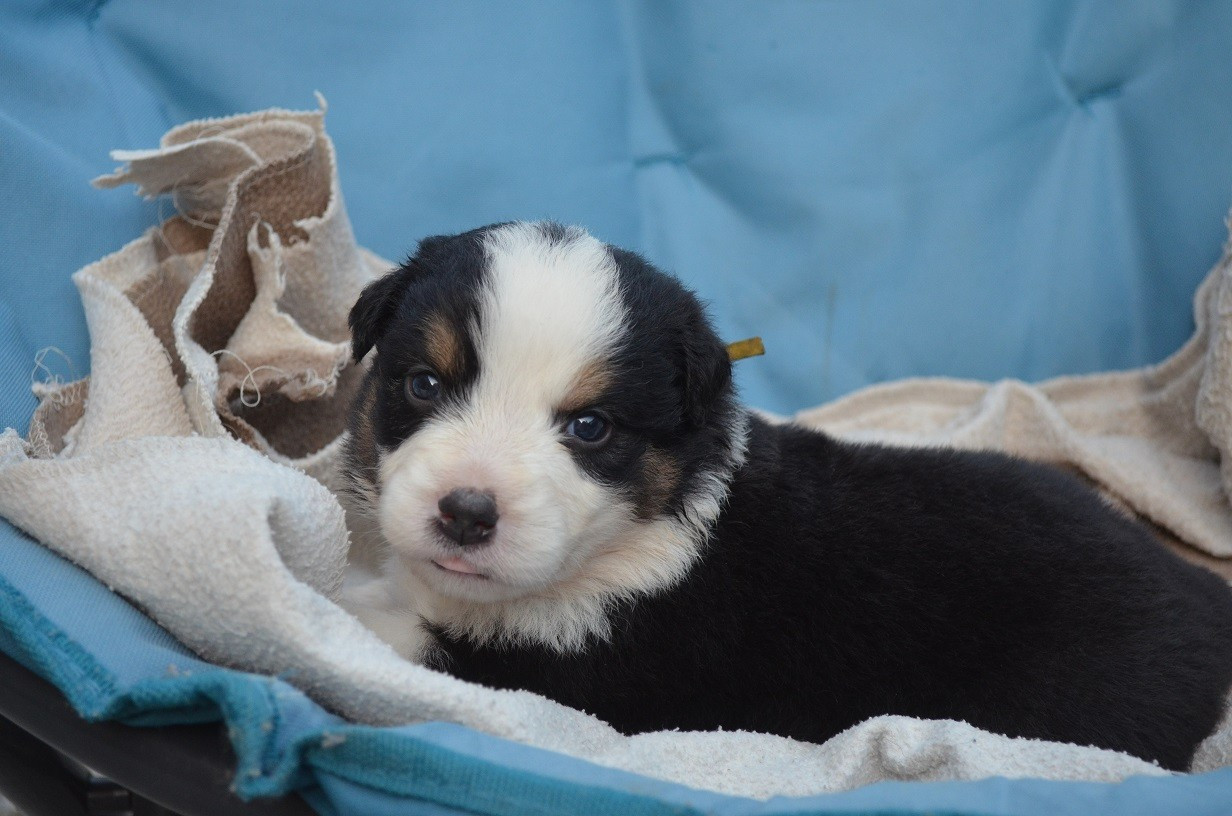 Des Légendes De L'Ouest - Chiots disponibles - Berger Australien