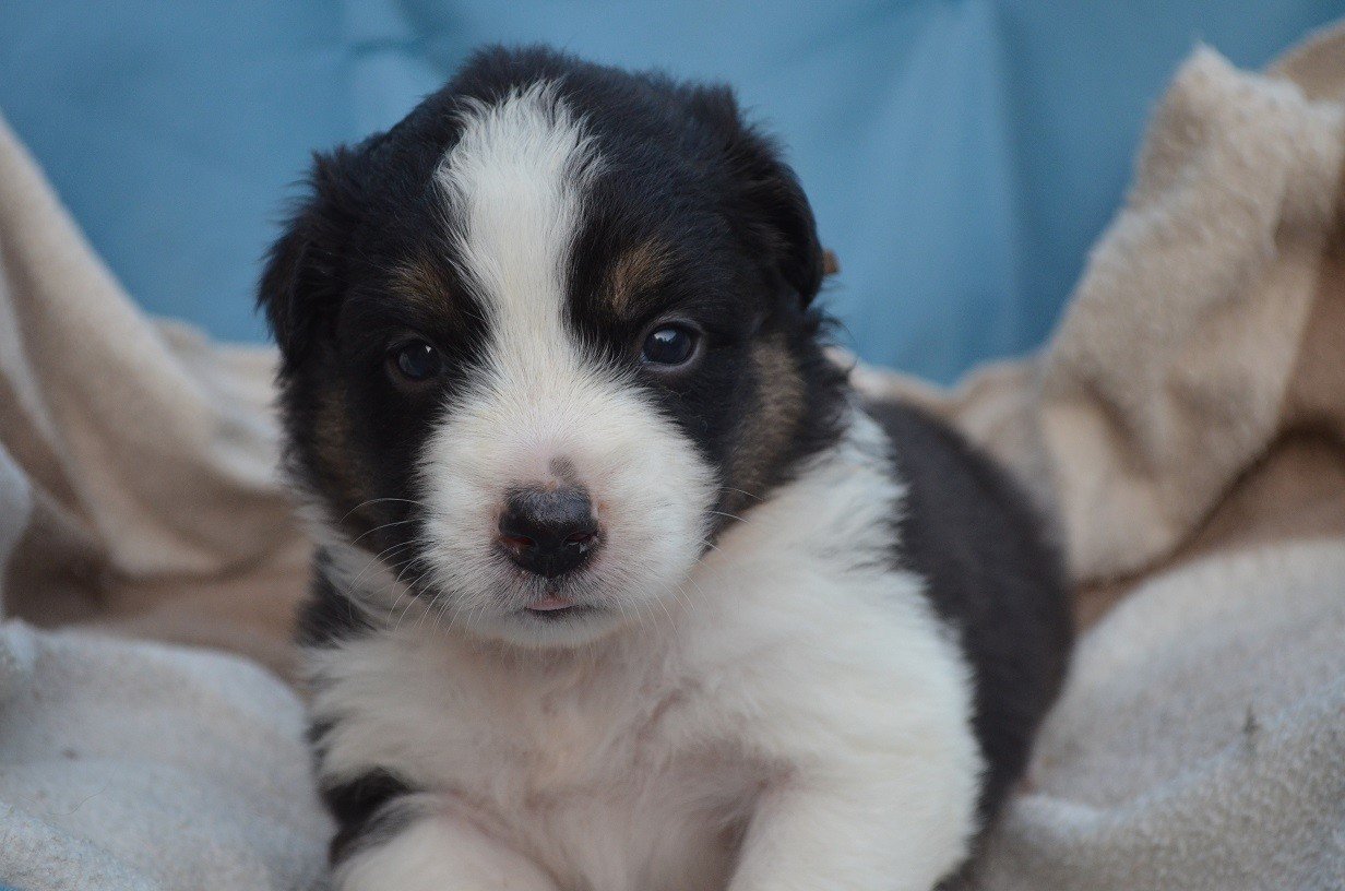 Des Légendes De L'Ouest - Chiots disponibles - Berger Australien