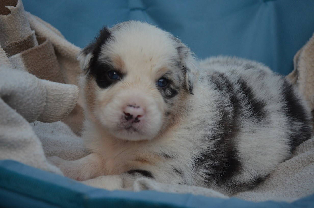 Des Légendes De L'Ouest - Chiots disponibles - Berger Australien