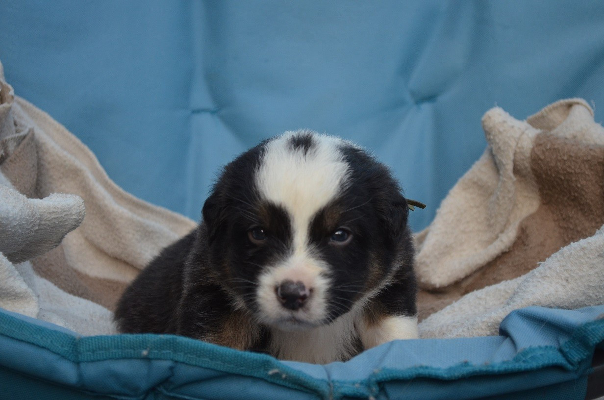 Des Légendes De L'Ouest - Chiots disponibles - Berger Australien