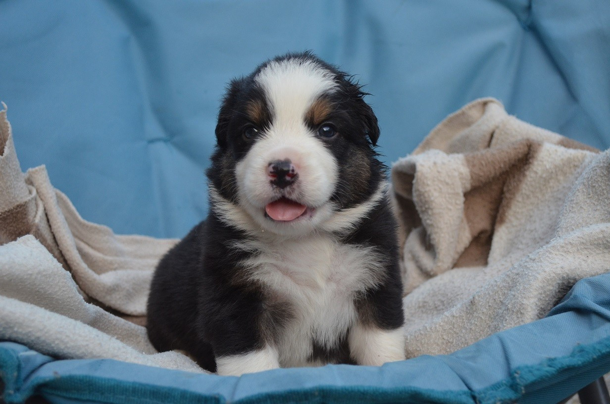 Des Légendes De L'Ouest - Chiots disponibles - Berger Australien