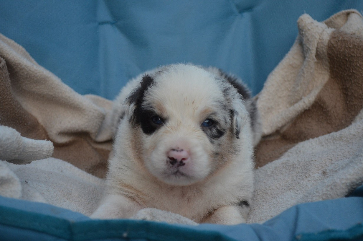 Des Légendes De L'Ouest - Chiots disponibles - Berger Australien