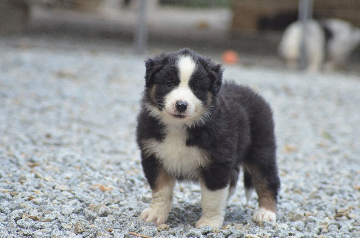 Des Légendes De L'Ouest - Chiots disponibles - Berger Australien