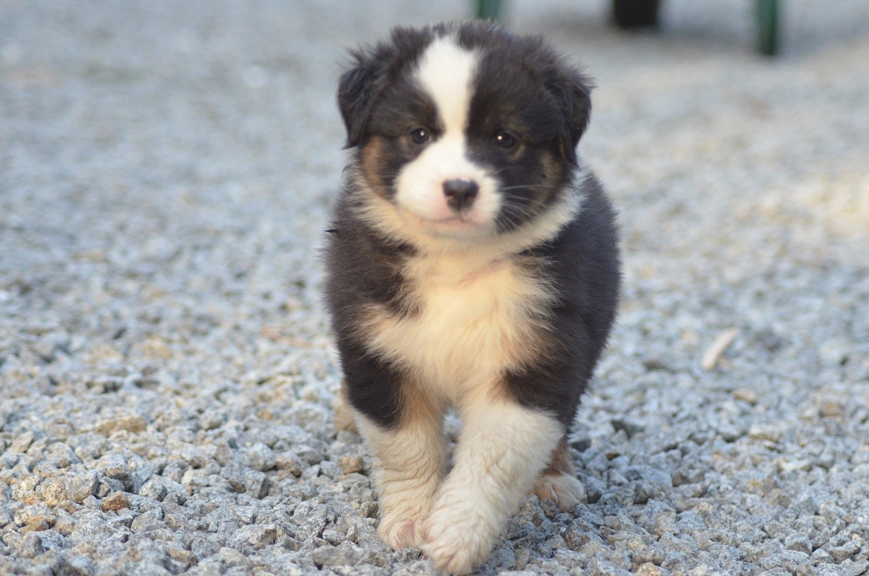 Des Légendes De L'Ouest - Chiots disponibles - Berger Australien