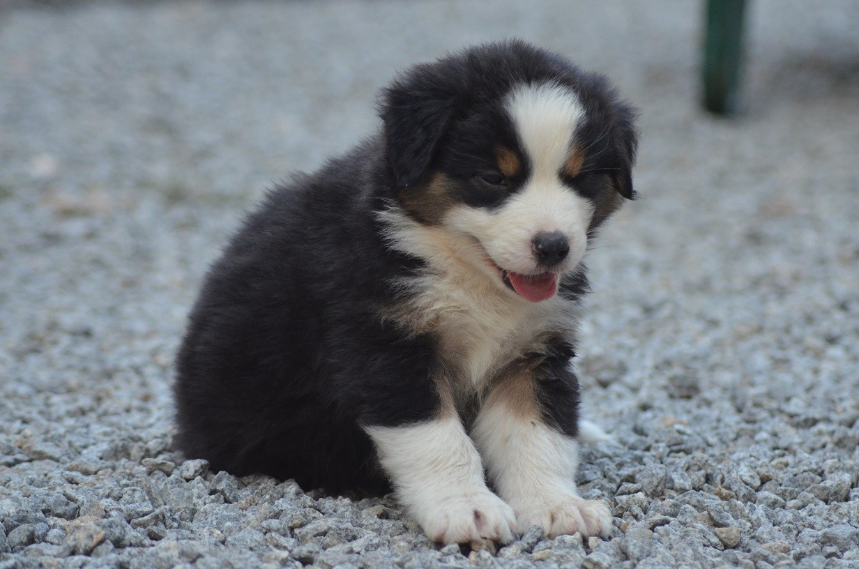 Des Légendes De L'Ouest - Chiots disponibles - Berger Australien