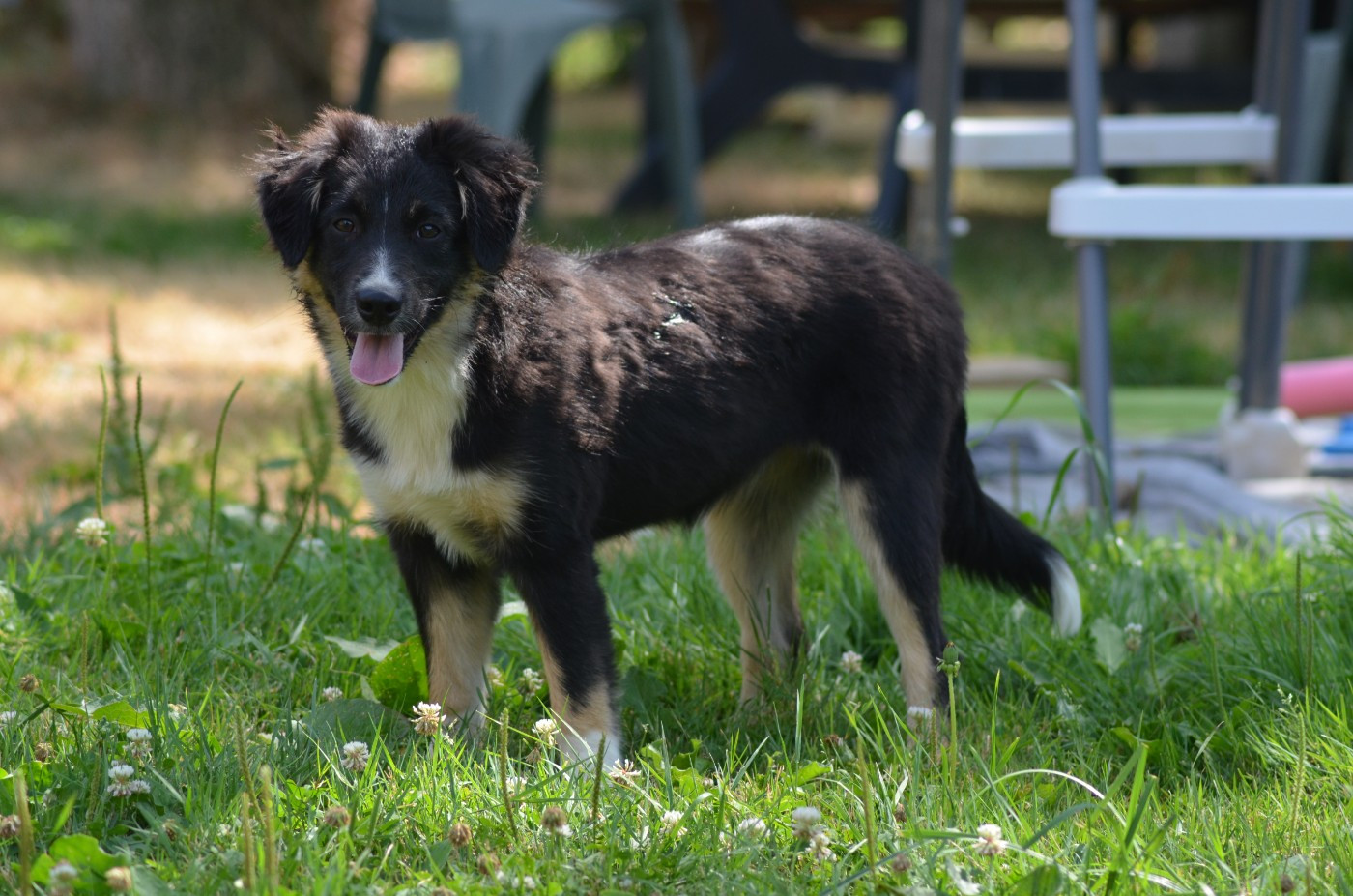 Des Légendes De L'Ouest - Chiots disponibles - Berger Américain Miniature 