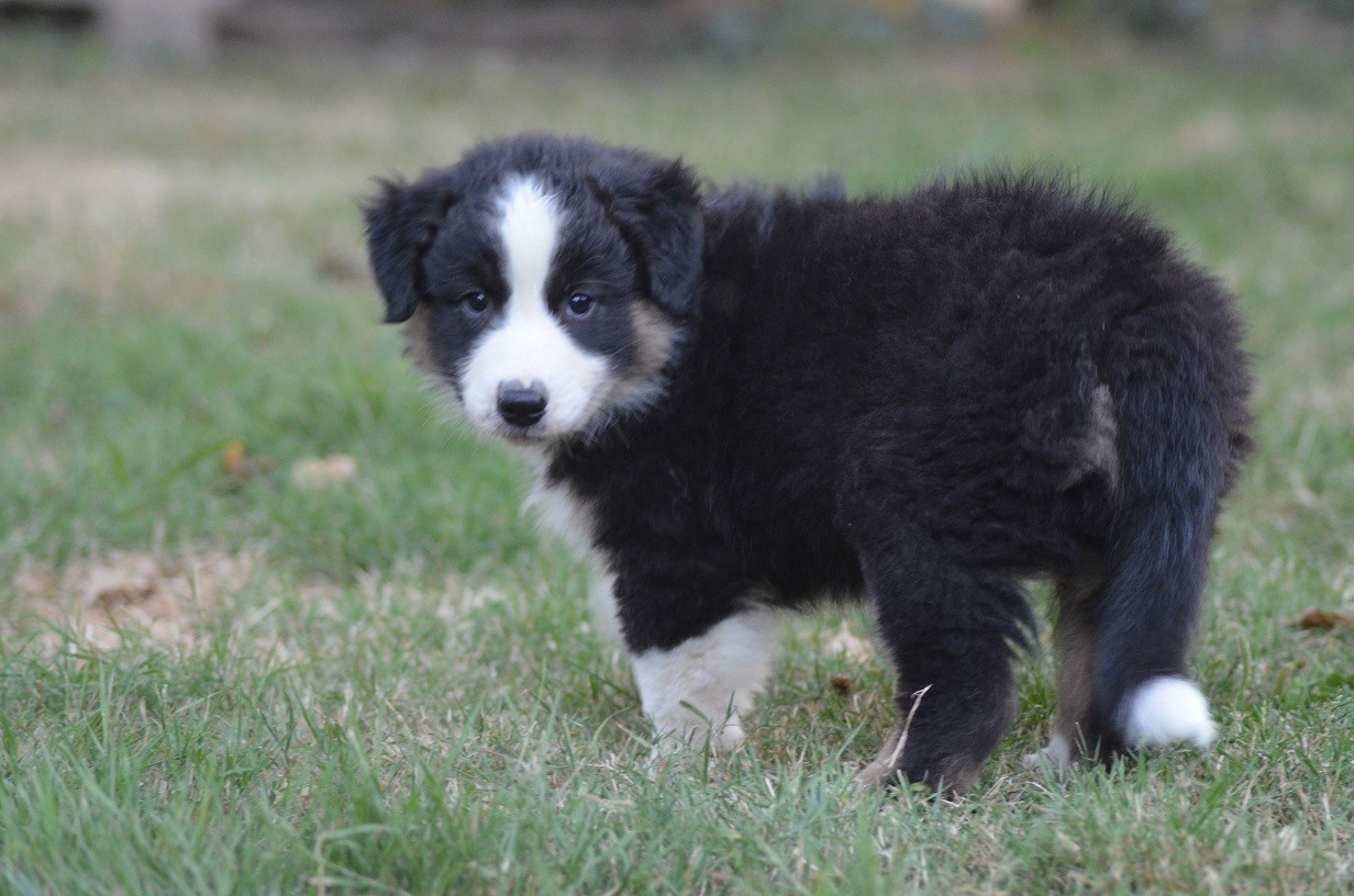 Des Légendes De L'Ouest - Chiots disponibles - Berger Australien