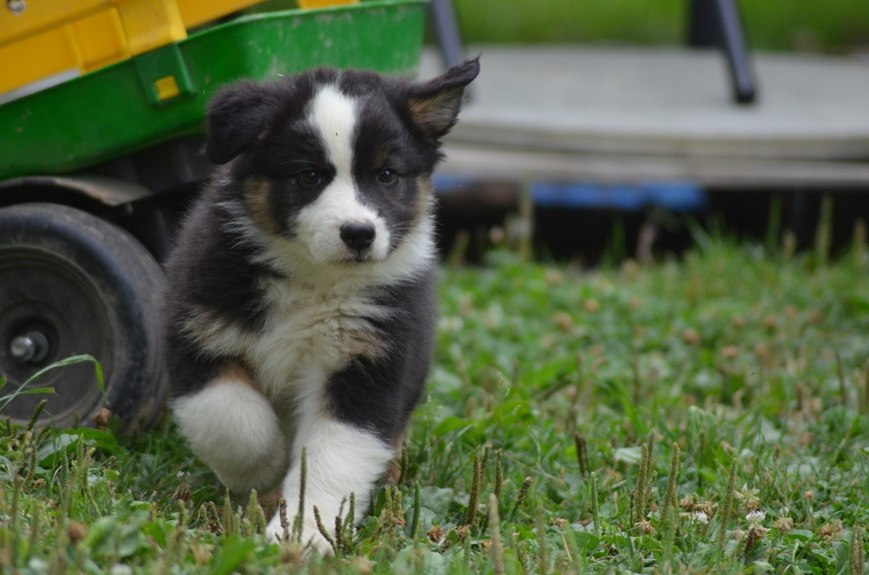 Des Légendes De L'Ouest - Chiots disponibles - Berger Australien