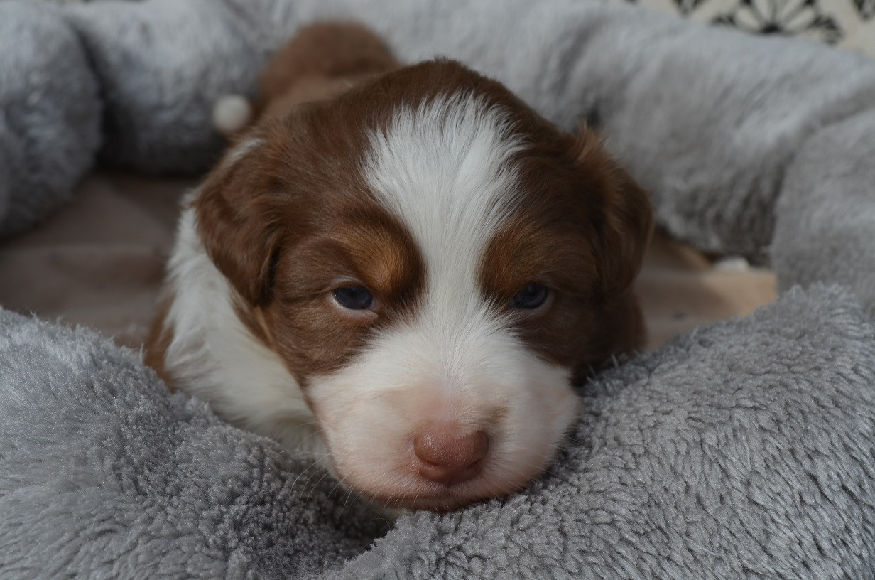 Des Légendes De L'Ouest - Chiots disponibles - Berger Australien