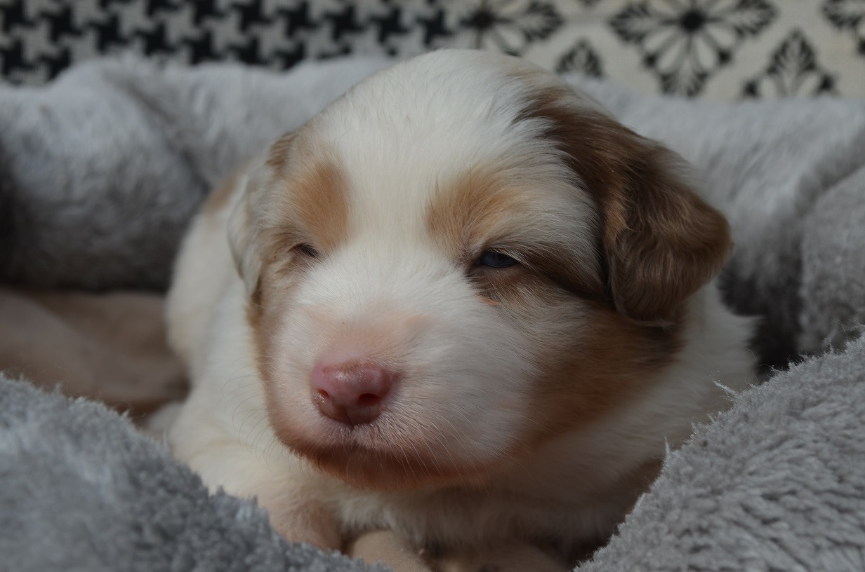 Des Légendes De L'Ouest - Chiots disponibles - Berger Australien