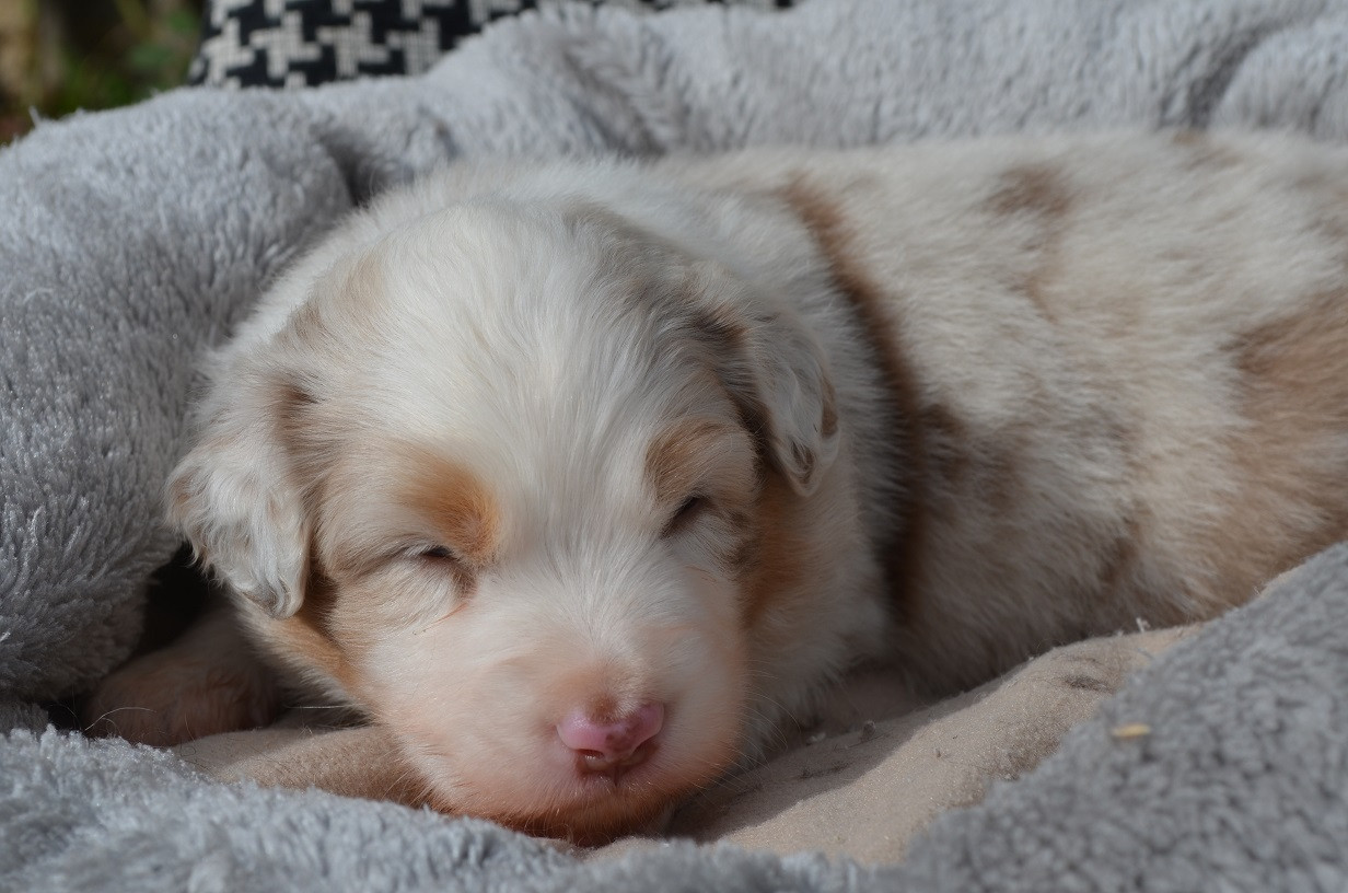 Des Légendes De L'Ouest - Chiots disponibles - Berger Australien