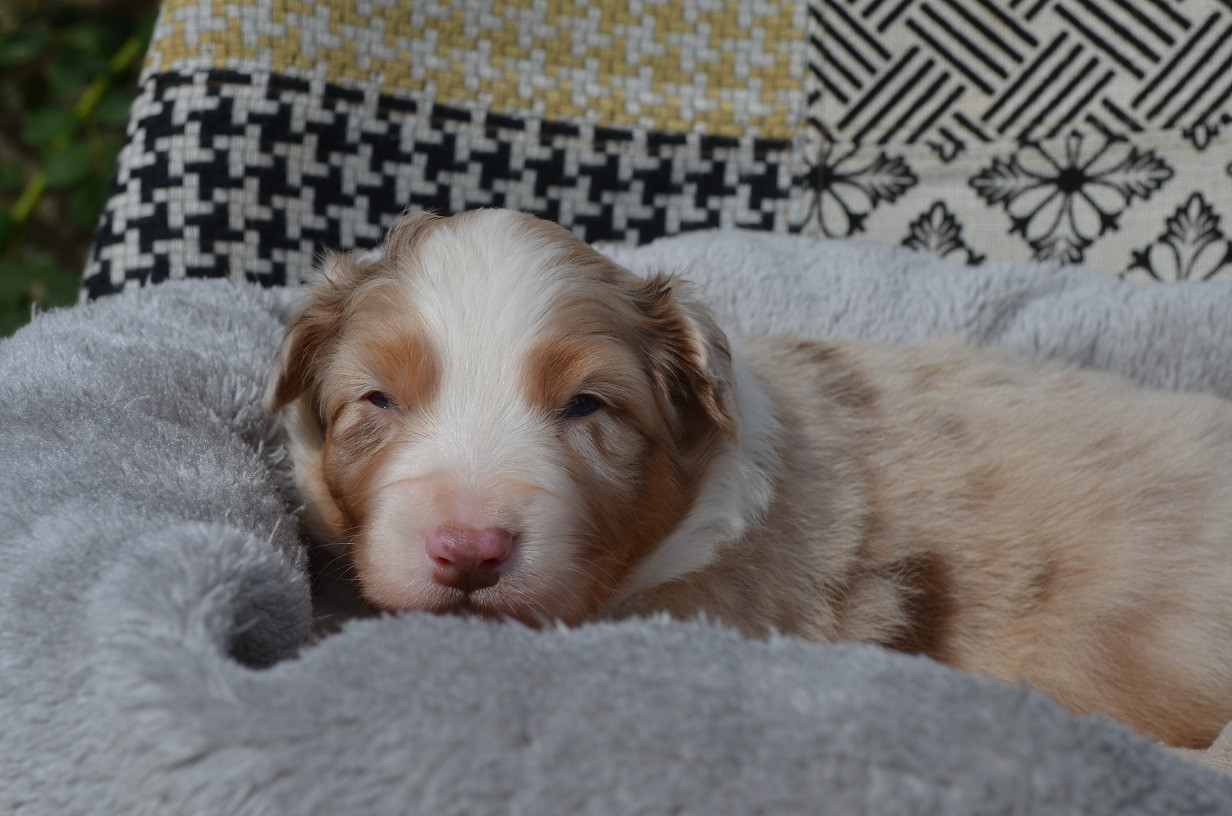 Des Légendes De L'Ouest - Chiots disponibles - Berger Australien