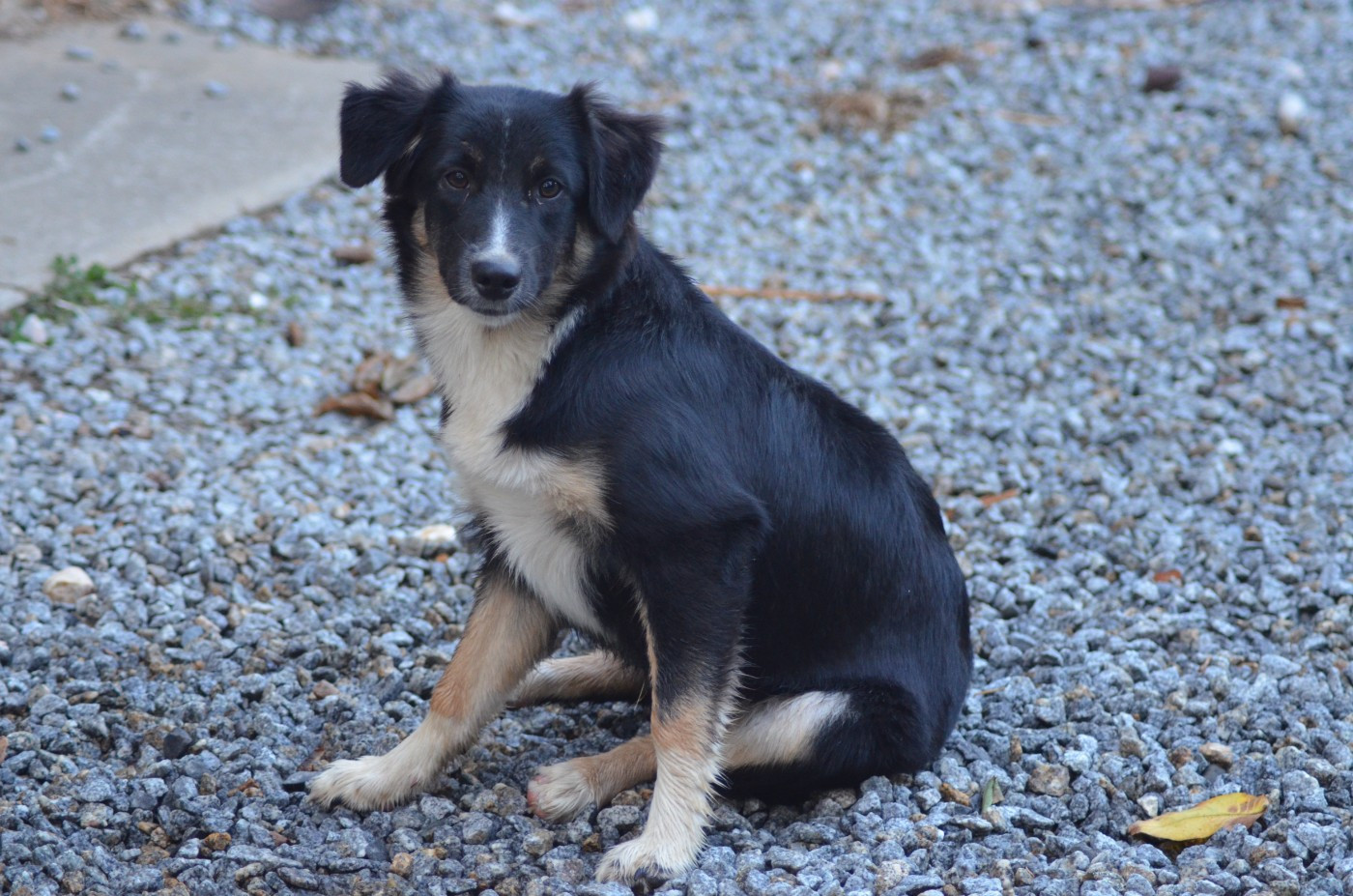 Des Légendes De L'Ouest - Chiots disponibles - Berger Américain Miniature 