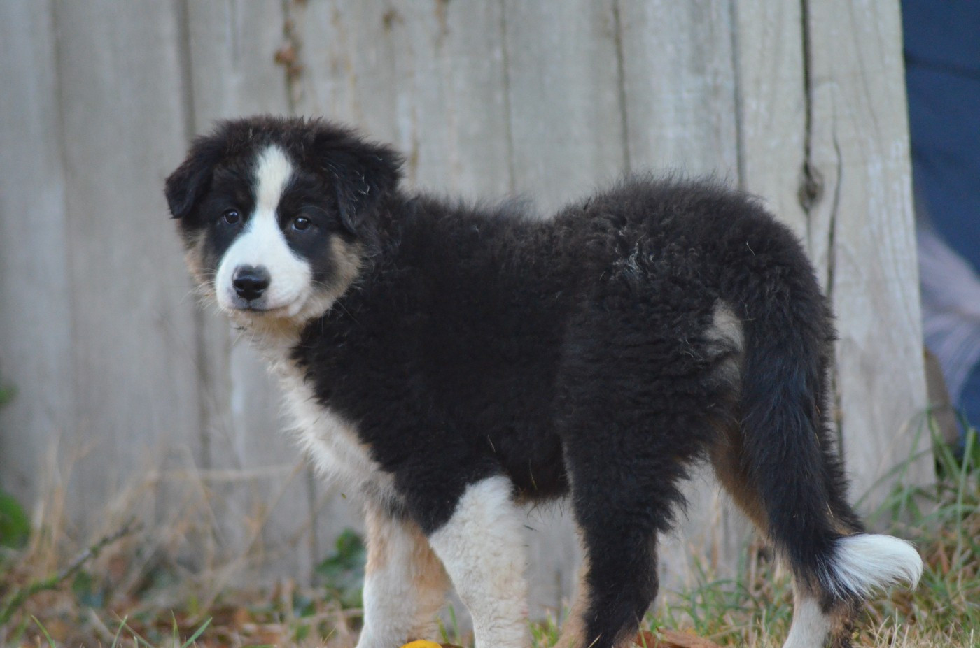 Des Légendes De L'Ouest - Chiots disponibles - Berger Australien