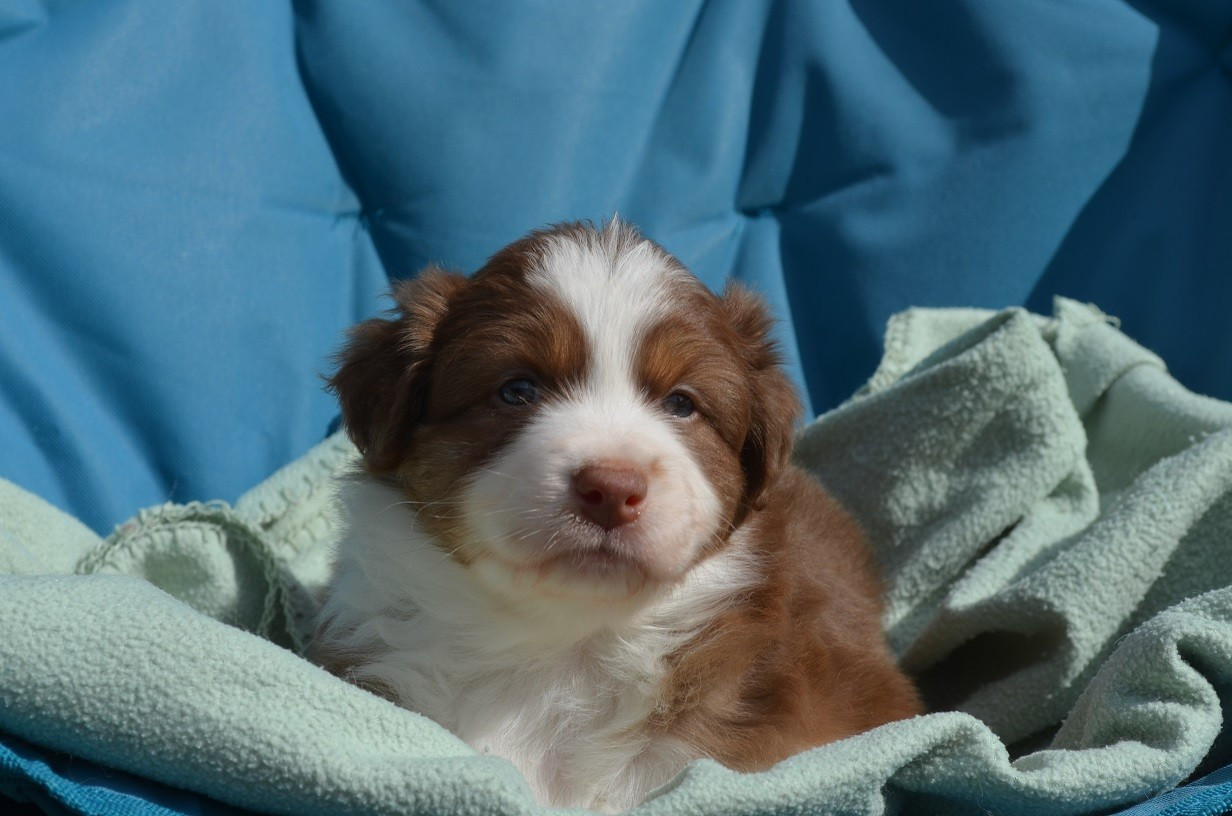Des Légendes De L'Ouest - Chiots disponibles - Berger Australien