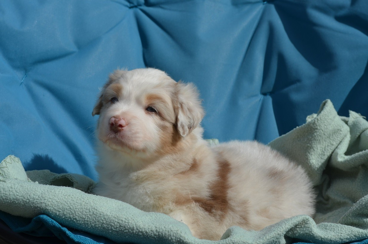 Des Légendes De L'Ouest - Chiots disponibles - Berger Australien