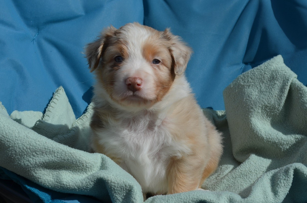Des Légendes De L'Ouest - Chiots disponibles - Berger Australien