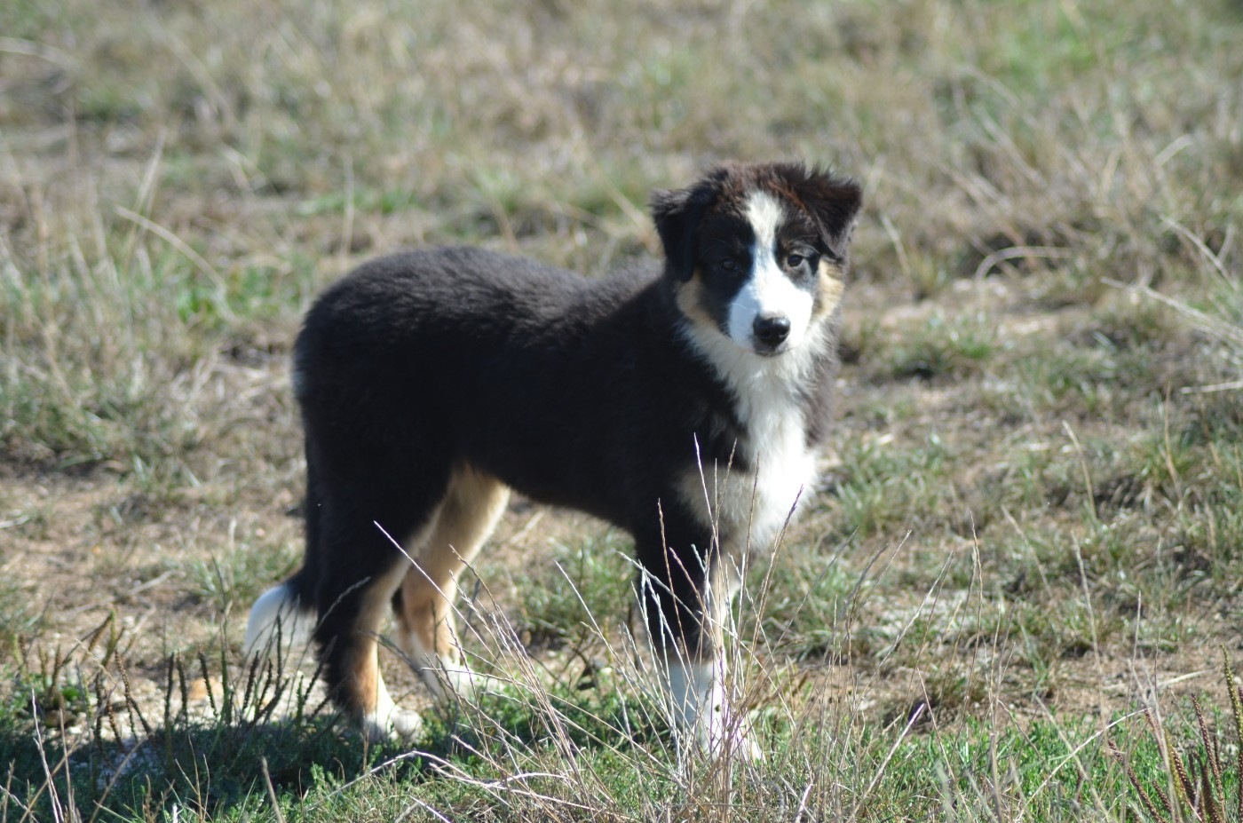 Des Légendes De L'Ouest - Chiots disponibles - Berger Australien