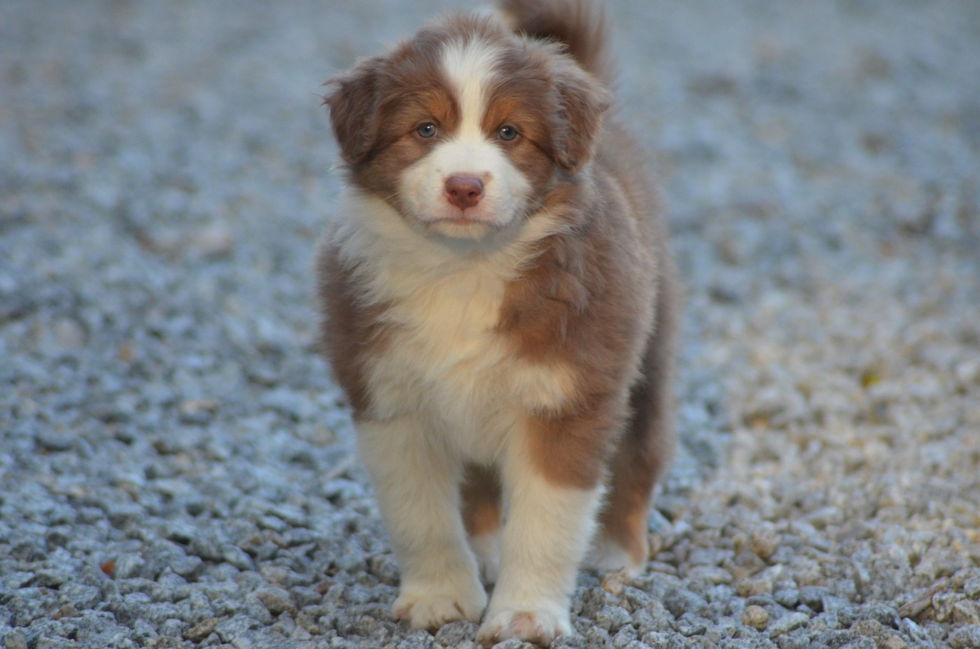 Des Légendes De L'Ouest - Chiots disponibles - Berger Australien
