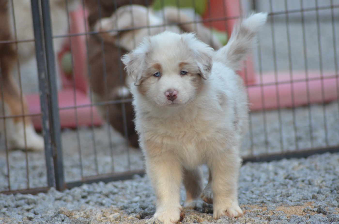 Des Légendes De L'Ouest - Chiots disponibles - Berger Australien