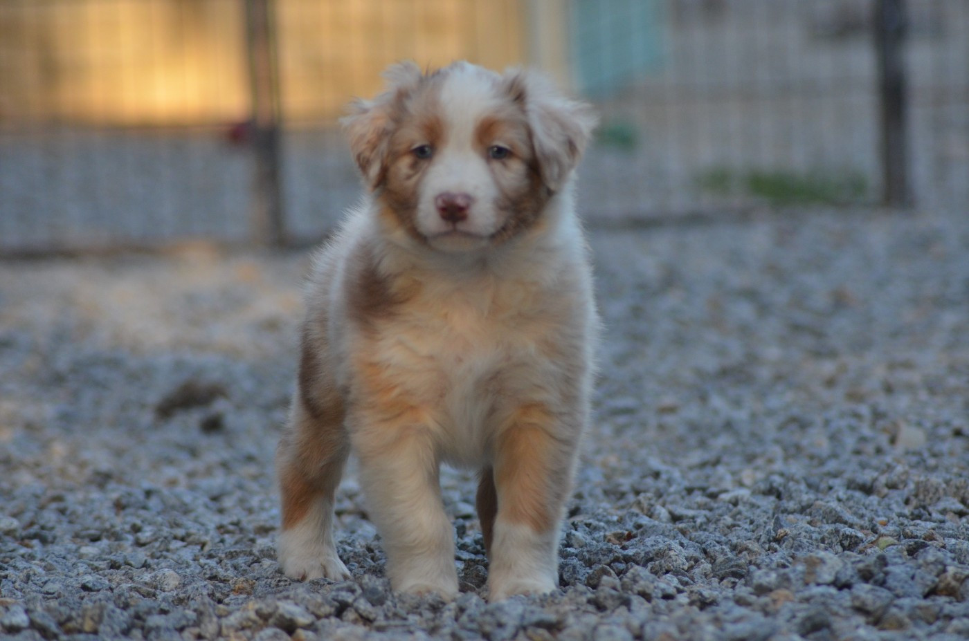 Des Légendes De L'Ouest - Chiots disponibles - Berger Australien