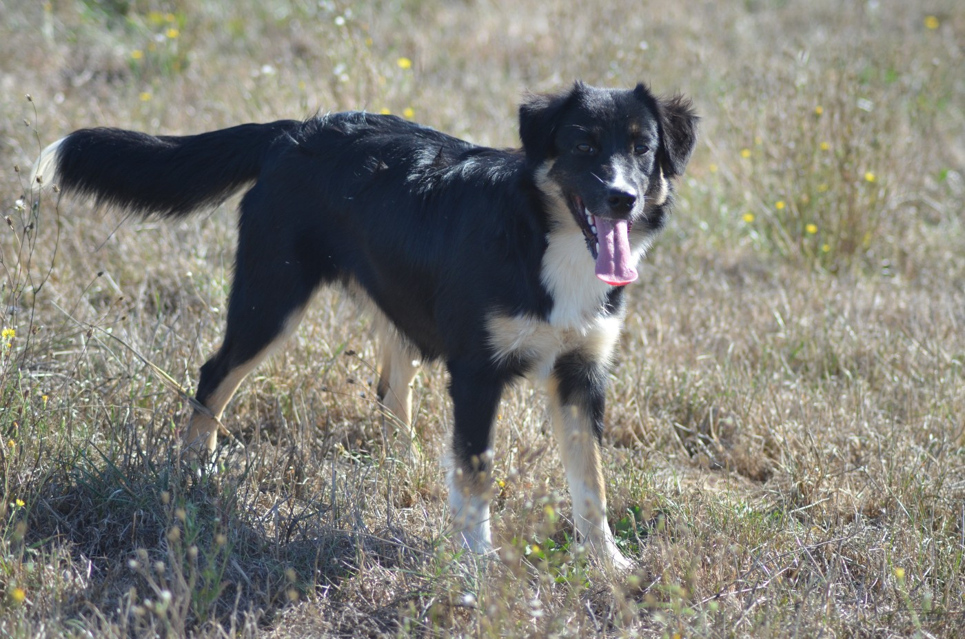 Des Légendes De L'Ouest - Chiots disponibles - Berger Américain Miniature 