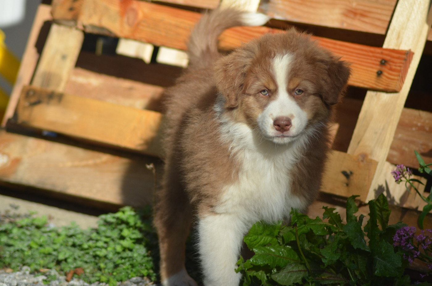Des Légendes De L'Ouest - Chiots disponibles - Berger Australien