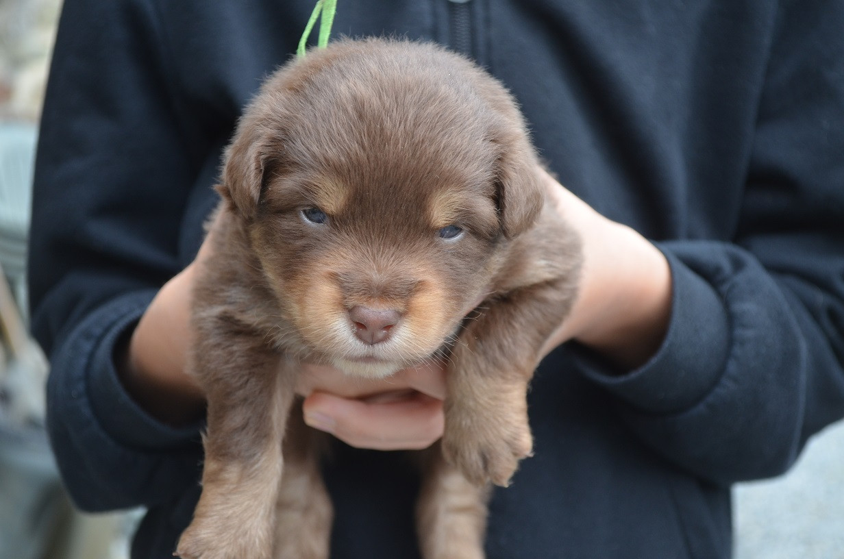 Des Légendes De L'Ouest - Chiots disponibles - Berger Américain Miniature 