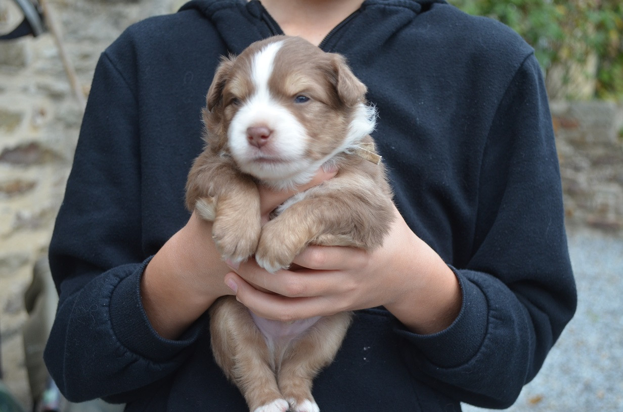 Des Légendes De L'Ouest - Chiots disponibles - Berger Américain Miniature 