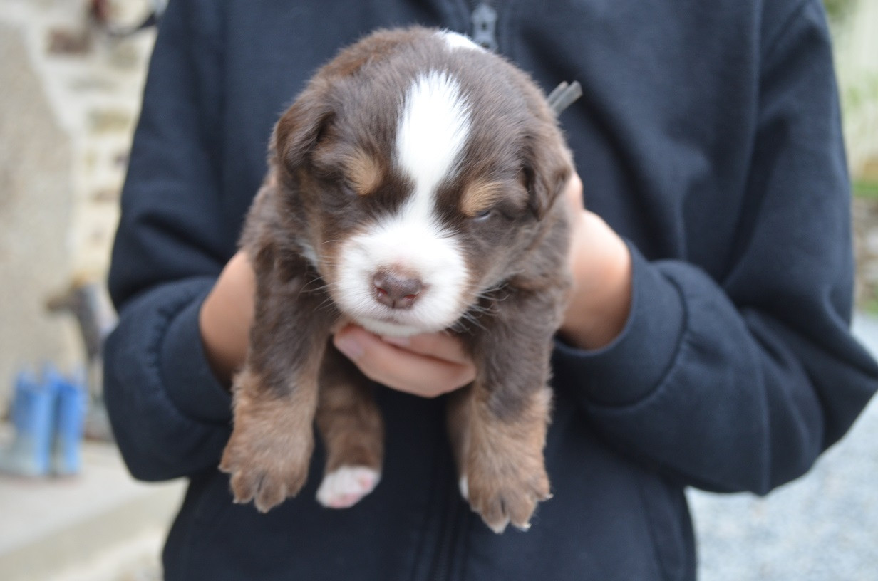 Des Légendes De L'Ouest - Chiots disponibles - Berger Américain Miniature 