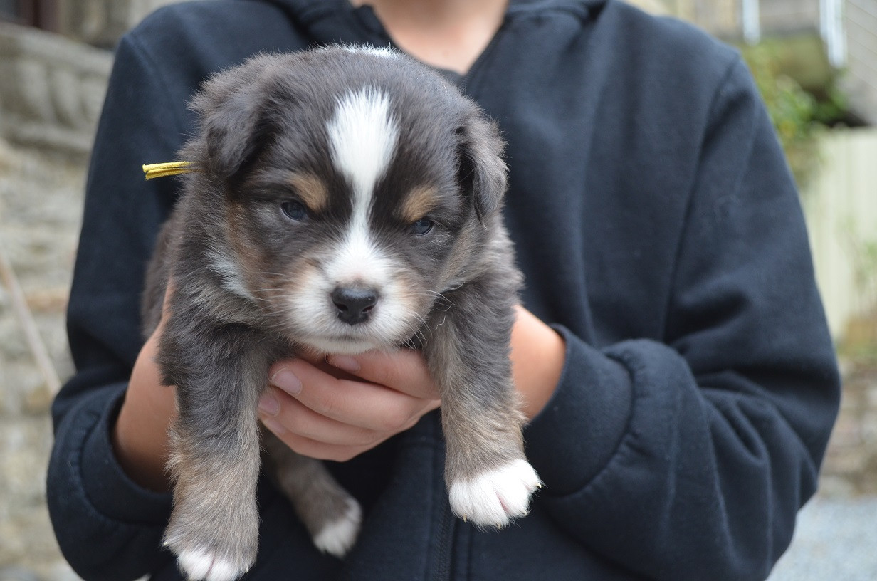 Des Légendes De L'Ouest - Chiots disponibles - Berger Américain Miniature 