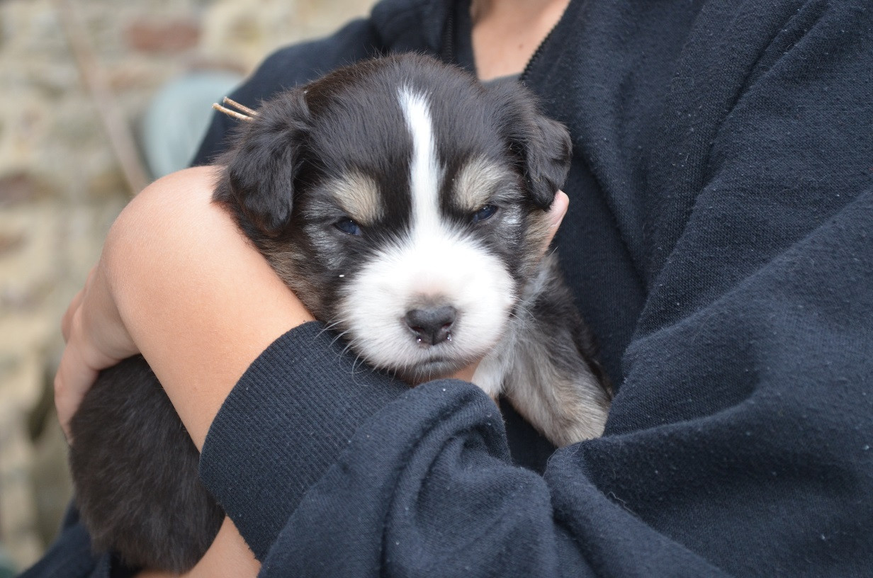 Des Légendes De L'Ouest - Chiots disponibles - Berger Américain Miniature 