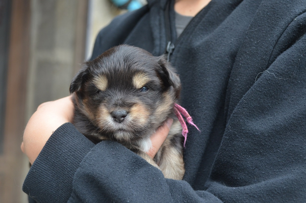 Des Légendes De L'Ouest - Chiots disponibles - Berger Américain Miniature 