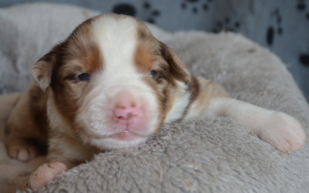 Des Légendes De L'Ouest - Chiots disponibles - Berger Américain Miniature 