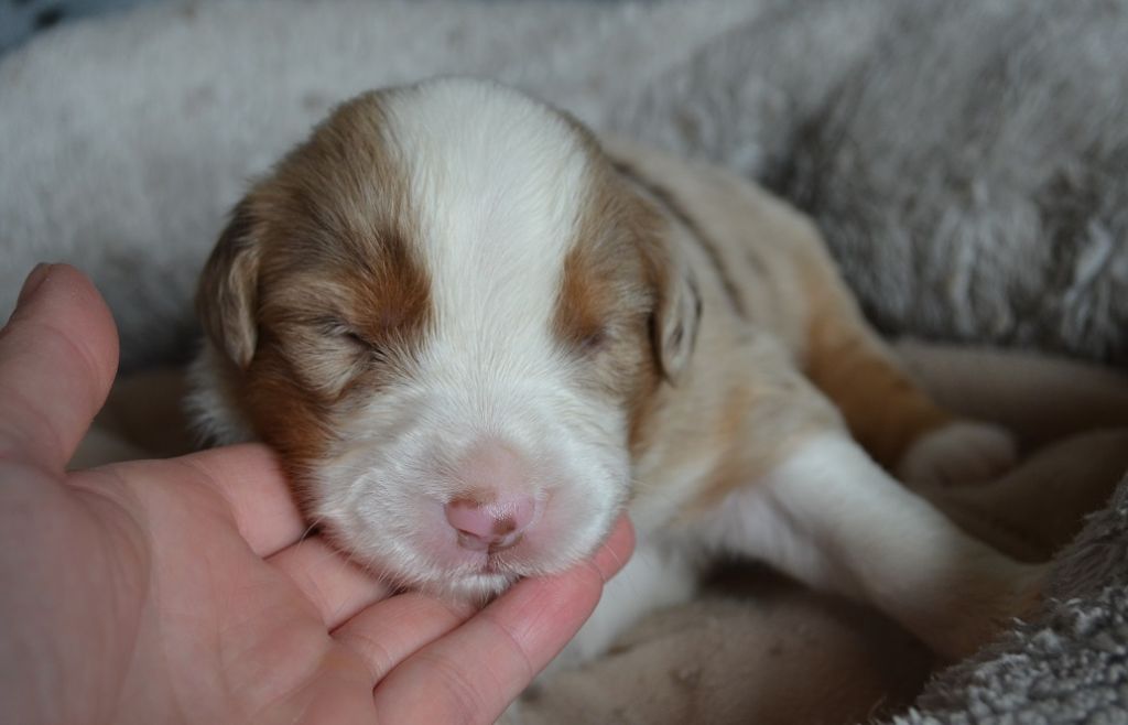 Des Légendes De L'Ouest - Chiots disponibles - Berger Américain Miniature 