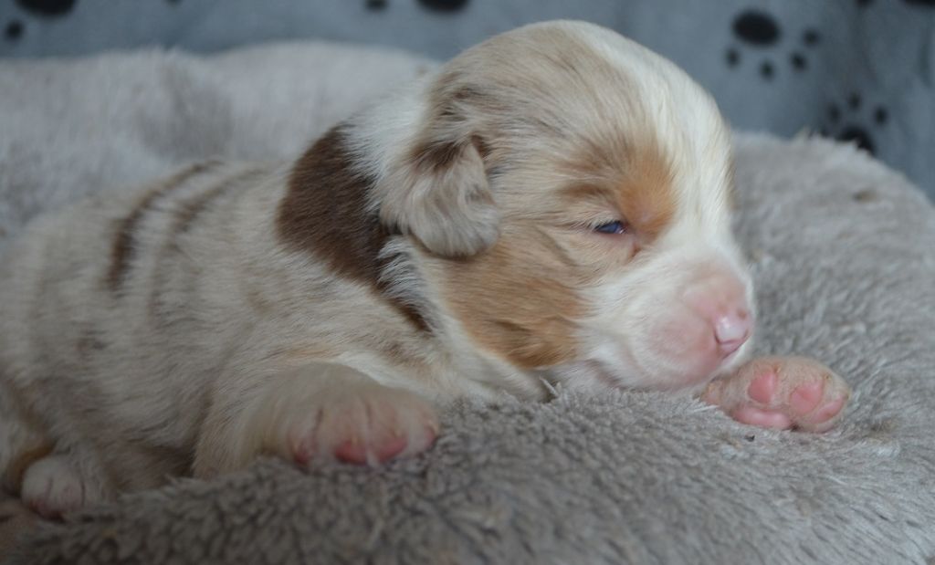 Des Légendes De L'Ouest - Chiots disponibles - Berger Américain Miniature 