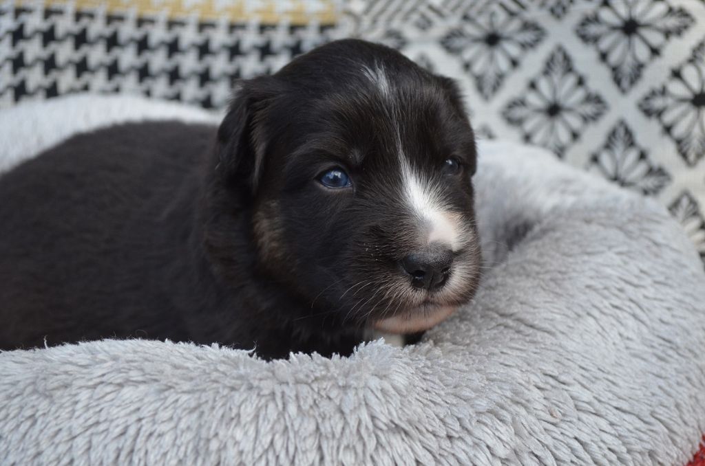 Des Légendes De L'Ouest - Chiots disponibles - Berger Australien
