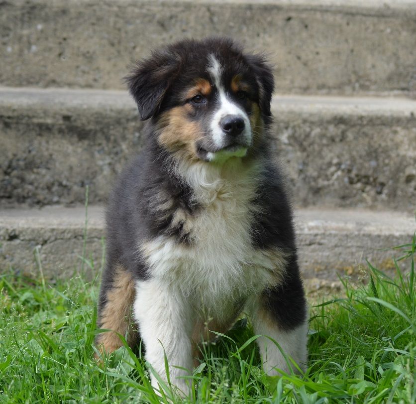 Des Légendes De L'Ouest - Chiots disponibles - Berger Australien