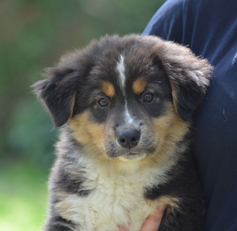 Des Légendes De L'Ouest - Chiots disponibles - Berger Australien