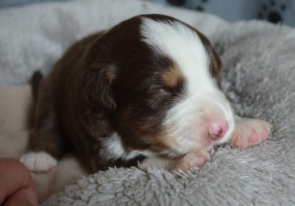 Des Légendes De L'Ouest - Chiots disponibles - Berger Américain Miniature 