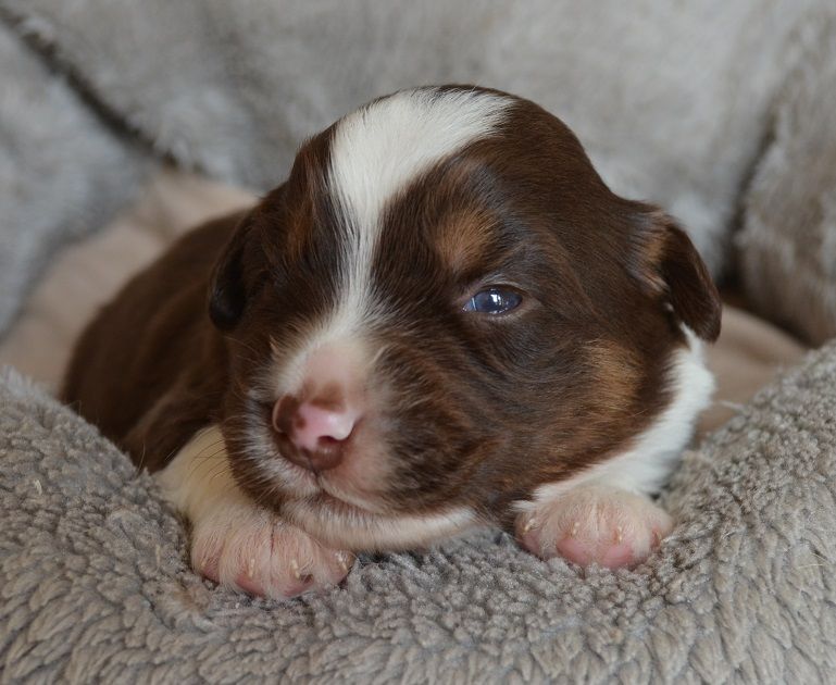 Des Légendes De L'Ouest - Chiots disponibles - Berger Américain Miniature 