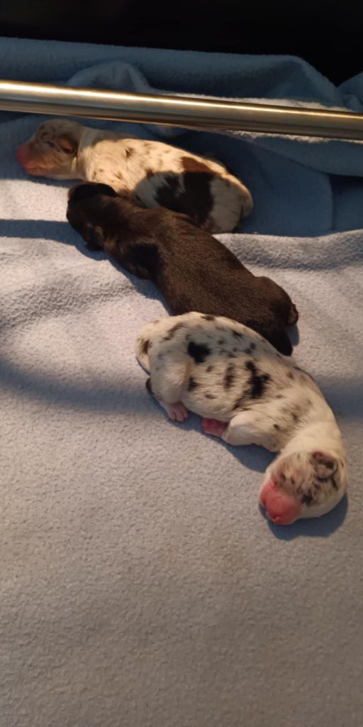 Chiot Berger Australien Des Légendes De L'Ouest