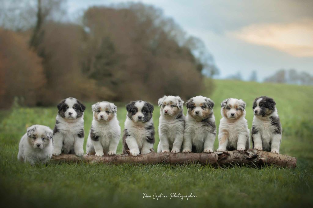 Chiot Berger Australien Des Légendes De L'Ouest
