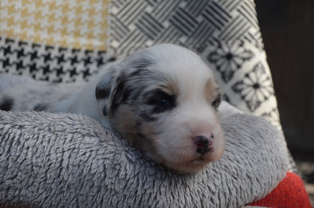 Des Légendes De L'Ouest - Chiots disponibles - Berger Australien