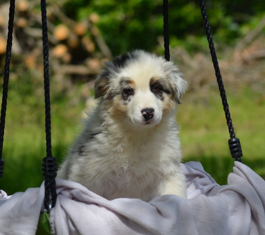 Des Légendes De L'Ouest - Chiots disponibles - Berger Australien