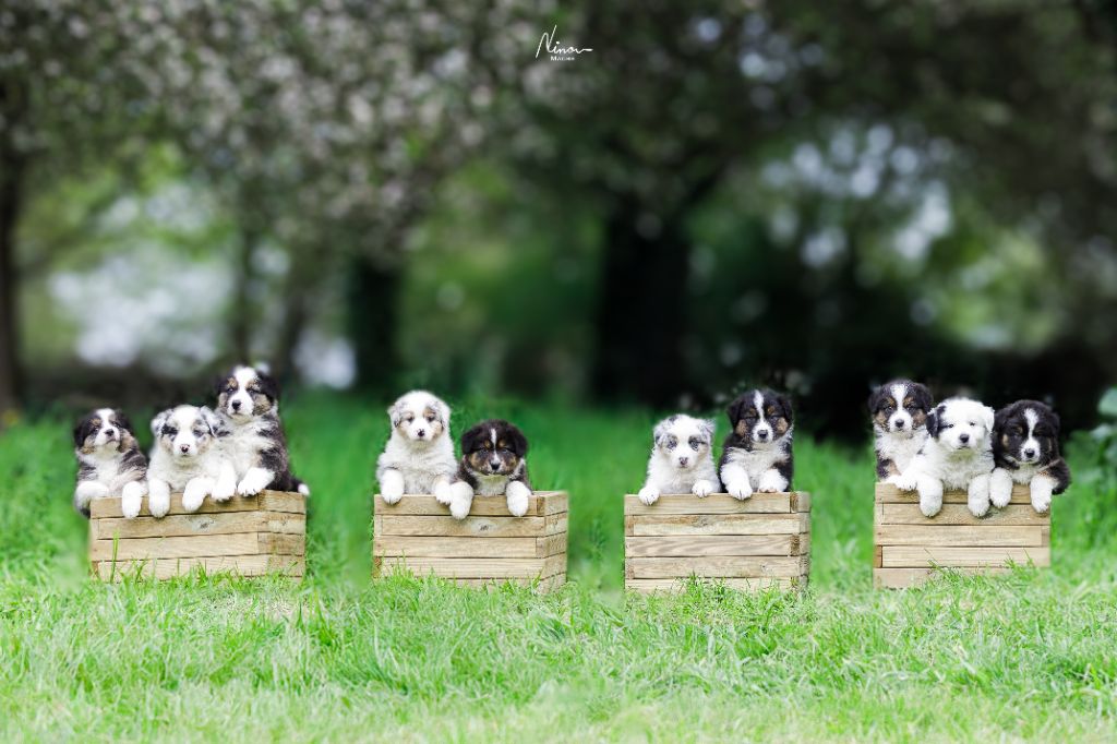 Chiot Berger Australien Des Légendes De L'Ouest