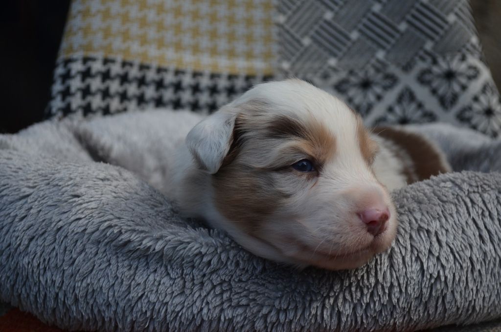 Des Légendes De L'Ouest - Chiots disponibles - Berger Australien
