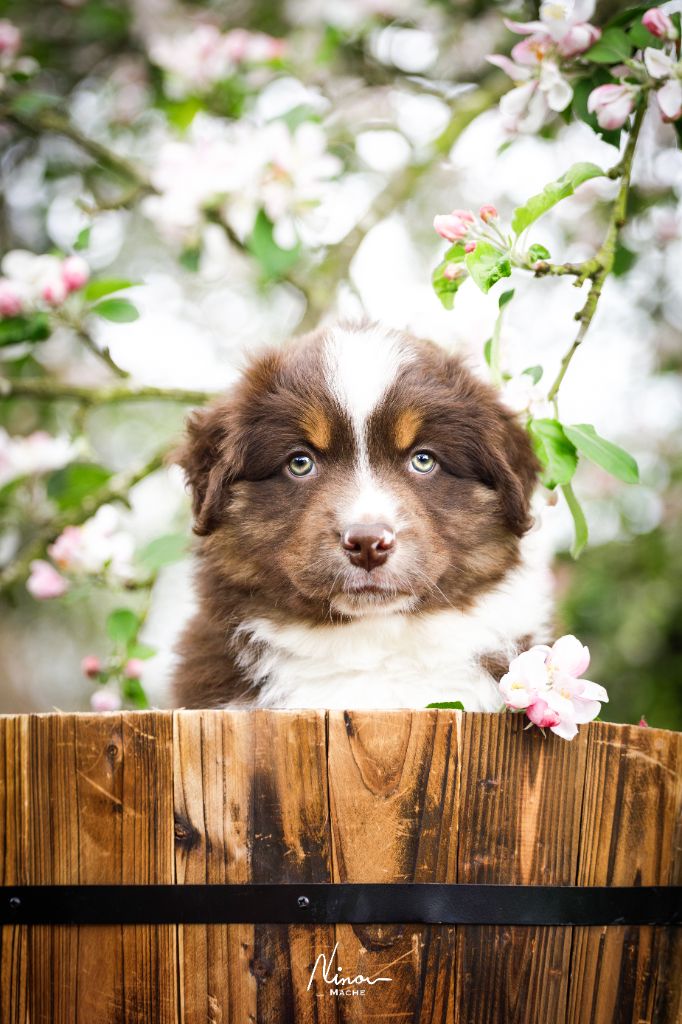 Des Légendes De L'Ouest - Chiots disponibles - Berger Américain Miniature 